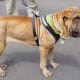 Some Shar-Pei dogs can be dog-aggressive.