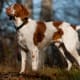 The Brittany is a hunting dog that is also cuddly. This breed makes for a great companion on walks.