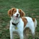 The Brittany