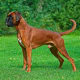 Boxers can be very strong but are often easy to manage.