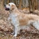 Golden Retrievers are usually great dogs, but since they are large and strong, they generally require obedience training.