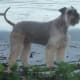 Standard Schnauzer