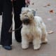 A Briard is an awesome guard but will need to be combed every day to prevent the formation of mats.