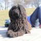 The Spanish Water Dog is a good guard that does not shed and only has to be clipped once a year.