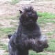 The Bouvier des Flandres