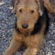 Airedales can be good pets and guards but will need good socialization too.