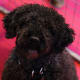 The Spanish Water Dog
