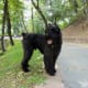 The Bouvier des Flandres is large and tough, but like any herding dog, will need plenty of exercise.