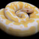Albino ball python