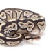 Mojave ball python