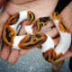 Piebald ball python