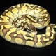 Butter Pastel ball python