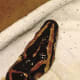 Snake with mites