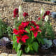 If a cat nibbles on a poinsettia plant, it can make your cat sick. Enjoy these flowers outside if you can or in a hanging basket inside the house where a cat can't reach it.