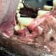 This stick penetrated the maxillary carnasial tooth's roots beneath the gum line. Although the tooth looks healthy and intact on the outside...