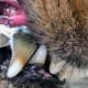 lets-break-down-your-pets-dental-or-teeth-cleaning-bell