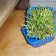 This grass is a couple of weeks old altogether.
