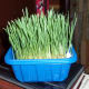Day #6: Placed in the second tub to prevent leaks and protect the roots which are growing through the holes. This grass is ready to meet kitty!