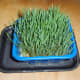 Day #5: This grass is just about ready, but I want it a little taller.