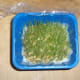 Day #3: Remove the plastic and continue watering daily.