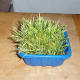 Once Lucy has completely trashed it, it will go in the compost bin. I'll reuse the tub.