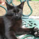 A polydactyl cats at the Ernest Hemingway House in Key West, Florida. This cat has 7 (2 extra) toes on each paw .