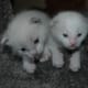 Lola, Sadie, and Annie! Can you say "cute"?