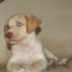 Mutt puppies deserve a raw diet!