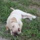 Puppies need to chew, and if they are not given a raw diet they will look for anything else.