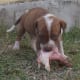 Chicken necks are a great food for puppies.