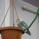 This picture shows the fluffed up feathers of my lovebird, Lulu. She was not well.