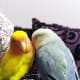 My male lovebird, Mumu was very supportive during this tough time.