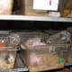 Photographs from a breeding farm