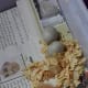 Newborn lovebird chick.