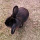 'Cocoa Pop' lifting an ear and hearing something in the distance as she munches the grass happily!
