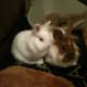 Bobby and Bo by their litter in the first week—they were very wary of us and never really strayed too far from the mat.