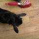 Curious ears: Cocoa will put her ears forward when curious or inquisitive.