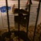 We put Gadget - the newcomer - in a temporary cage while she bonded with Patches.