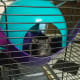 It's important to introduce resident rats to new rats before housing them together.