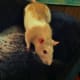 We introduced Patches to a new rat so she wouldn't be lonely - rats love companions!