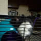 Make sure your cage is large enough for both your resident and new rats!