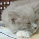 ragdoll-cats3