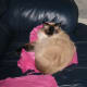 Like most cats, Lucy loves tissue paper!