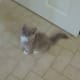 ragdoll-cats3