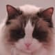ragdoll-cats3