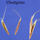 Cheatgrass