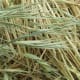 Ripgut in the hay.