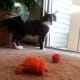 Fetching is not just for dogs