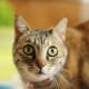 Cats know all your secrets and love you anyway.
