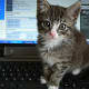 You said you had a mouse?